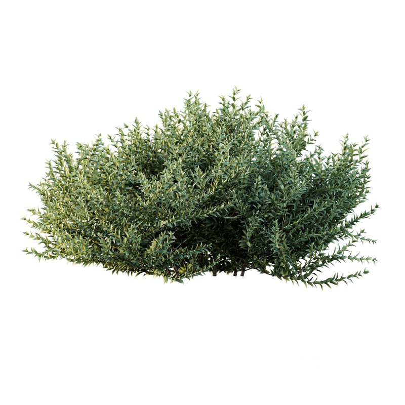 ntal evergreen shrubs, designed with exceptional precision for architectural visualization and landscape rendering. Image 3