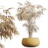 AV Indoor Plants Set 383 Yucca and Ficus Marginata and Banana Nicolai and Ficus Fig - Thumbnail 8