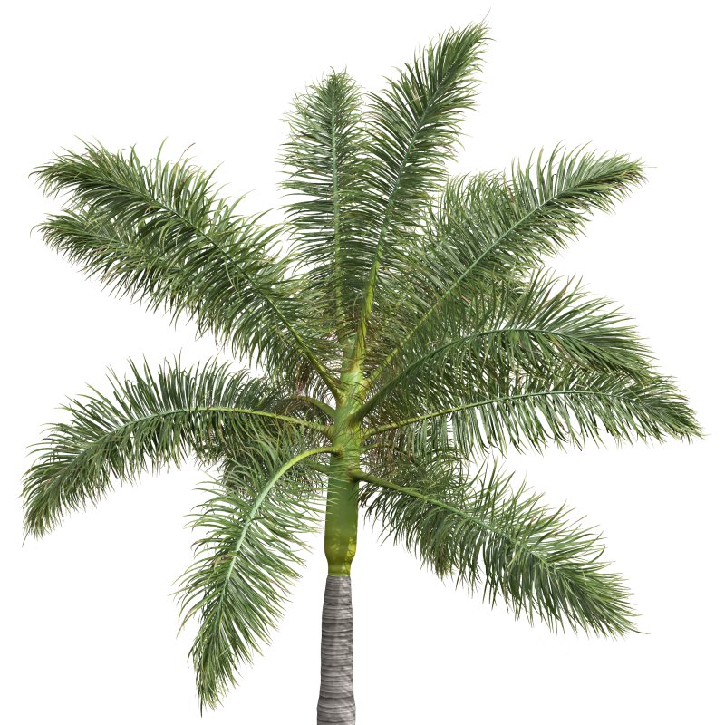 AV Roystonea Regia trees Image 2