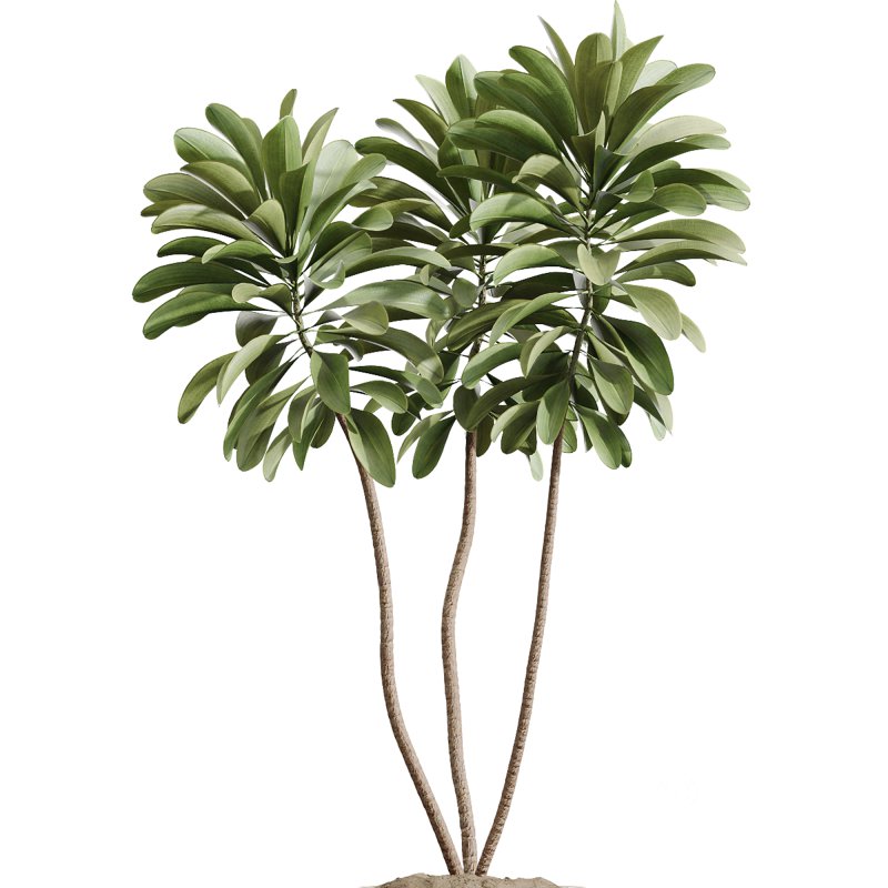 AV Indoor Plants Set 375 Dracaena Warneckii and Lemon Dragon and Euphorbia and Olive Image 3