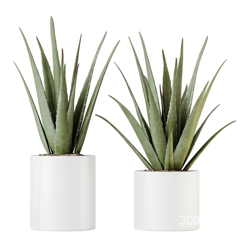 AV Indoor Plants Set 387 Aloe Vera and Olive and Peace Lily and Deliciosa Large Leaf Image 7