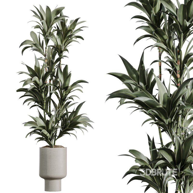 AV Indoor Plants Set 372 Monstera and Aspidistra and Japandi and Dracaena Warneckii Image 6