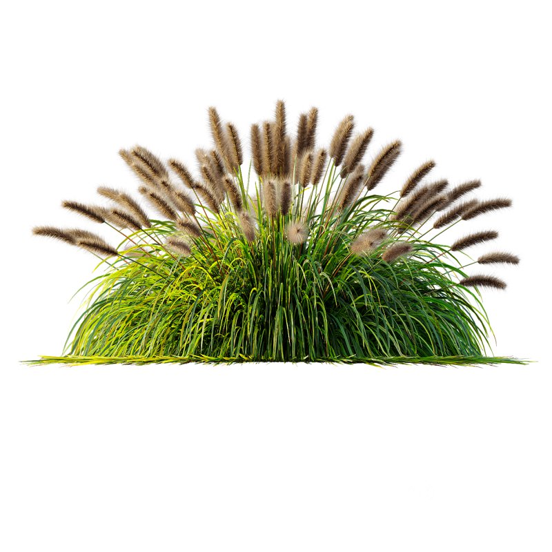 ntal fountain grass, designed for realistic exterior and landscape visualizations. Image 2