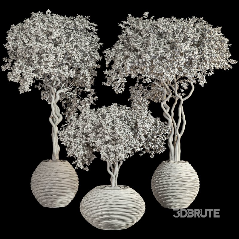 Indoor Plant Set 030 Image 5