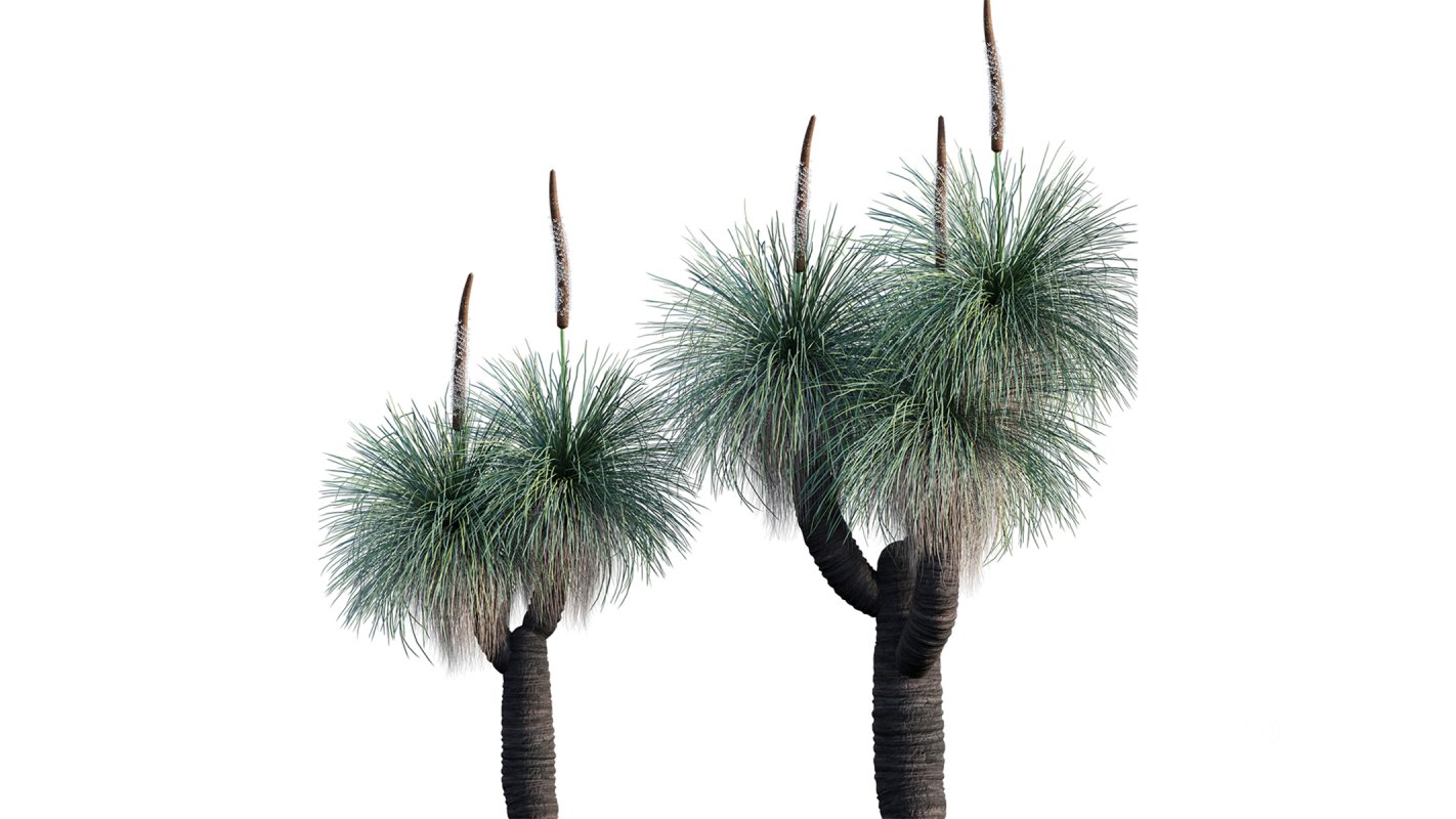 Collection 22 – Australian Plants Image 29