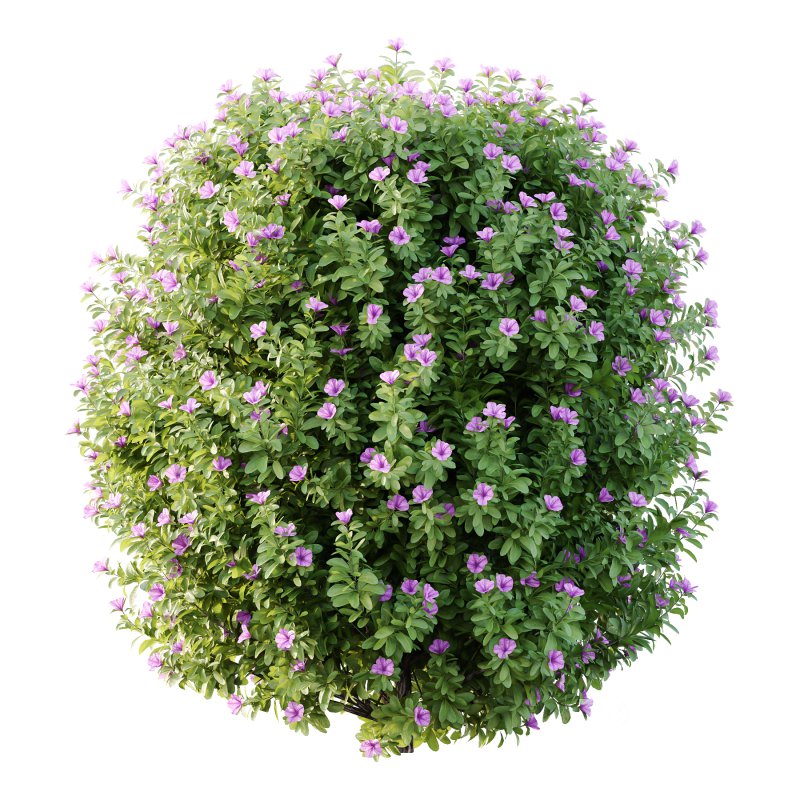 Leucophyllum frutescens Bush 09 Image 2