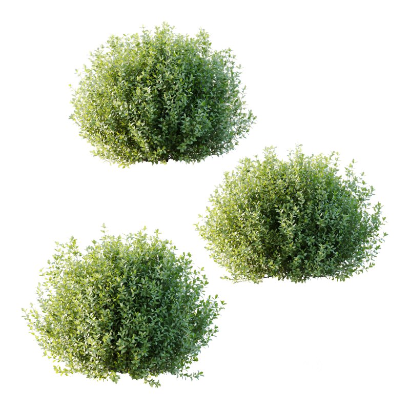 Leucophyllum frutescens Bush 01 Image 2