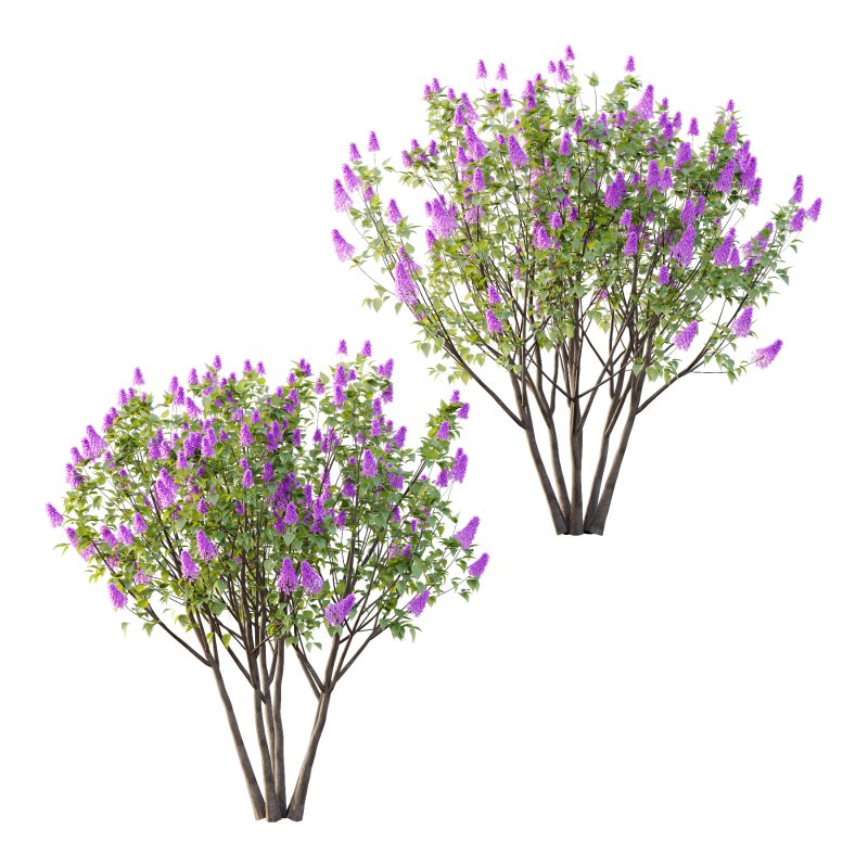 Lilac Syringa Vulgaris Tree 06 Image 1