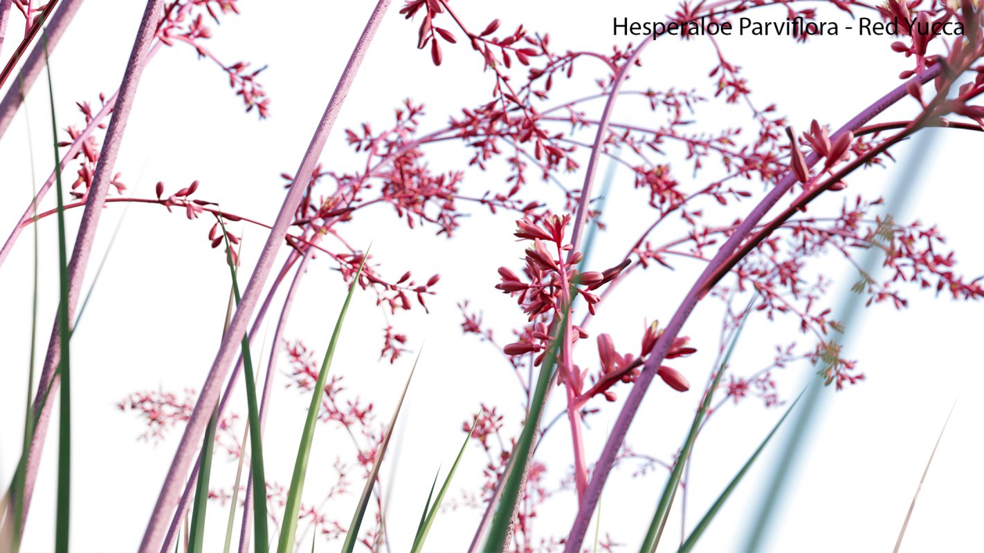 Collection 23 – Mexican Plants Image 28