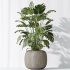 AV Indoor Plants Set 397 Zamiifolia and Giant Monstera and Dracaena Warneckii Lemon and Areca Palm - Thumbnail 7