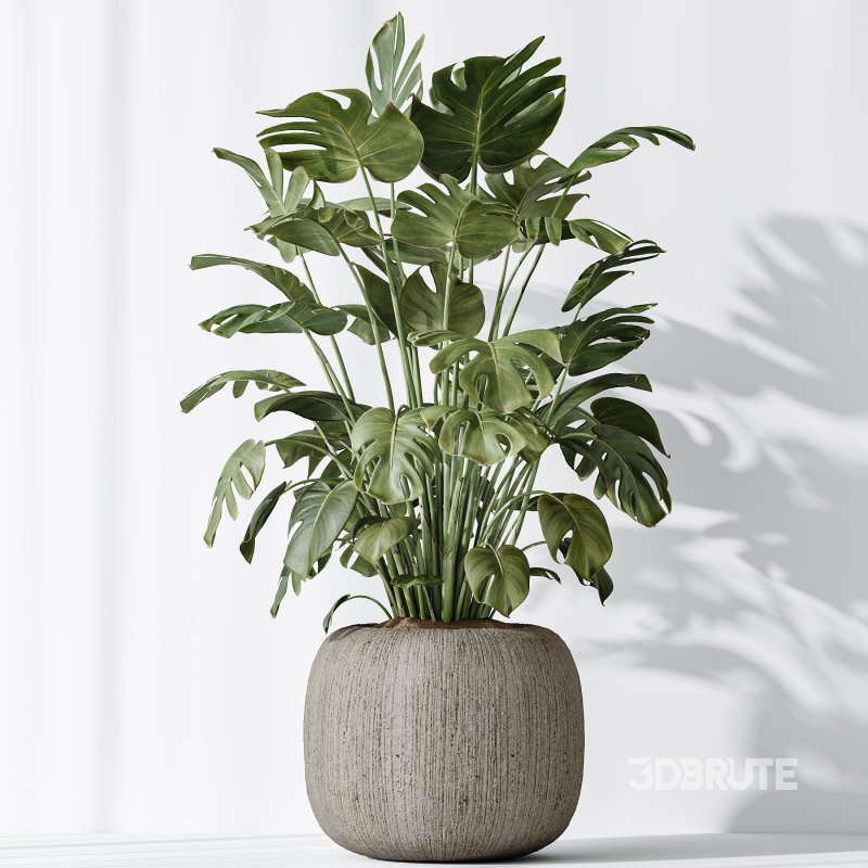 AV Indoor Plants Set 397 Zamiifolia and Giant Monstera and Dracaena Warneckii Lemon and Areca Palm Image 7