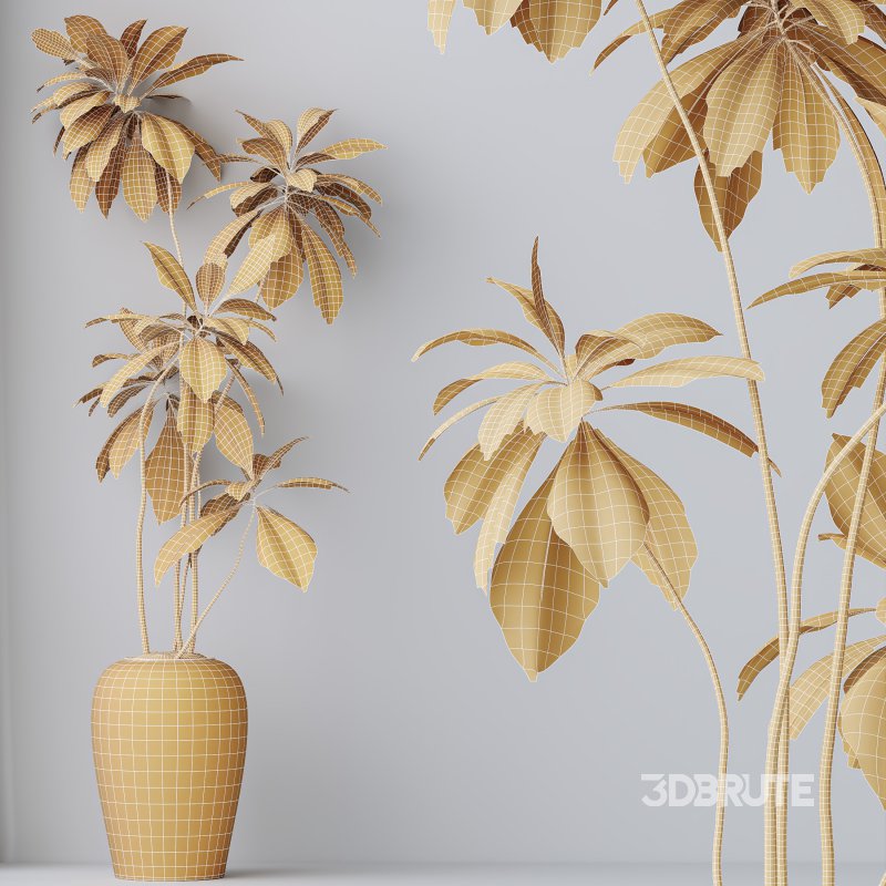 AV Indoor Plants Set 386 Warneckii Lemon and Ficus Cyathistipula and Cunjevoi Jardin and Olive Eucalyptus Image 10