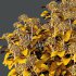 hydrangea arborescens Bush 05 - Thumbnail 4