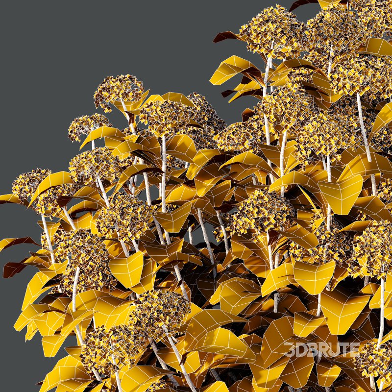 hydrangea arborescens Bush 05 Image 4