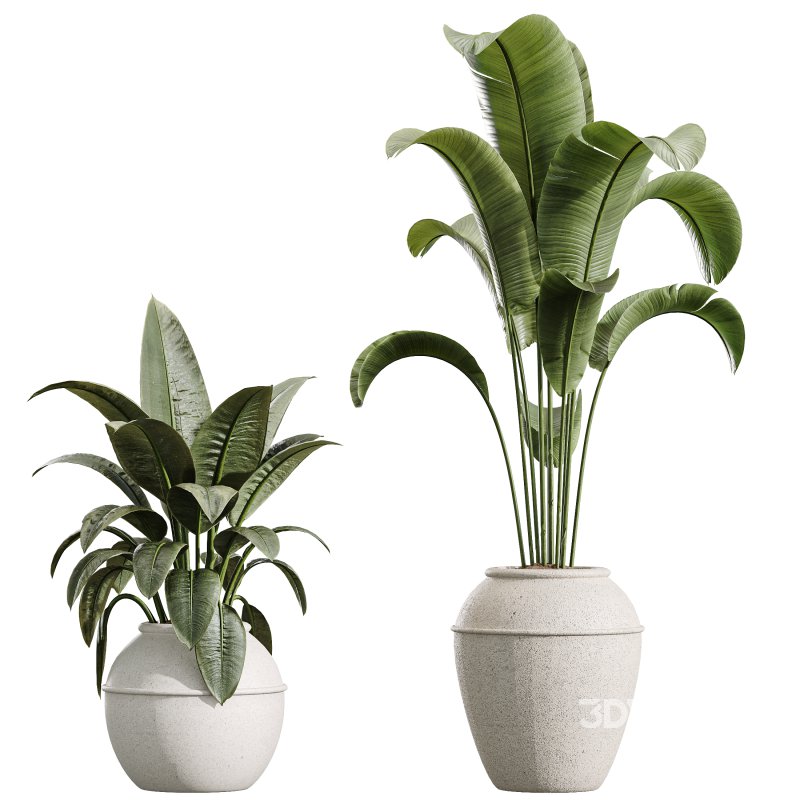 AV Indoor Plants Set 391 Olive and Banana and Spineless Yucca and Ficus Elastica Image 6