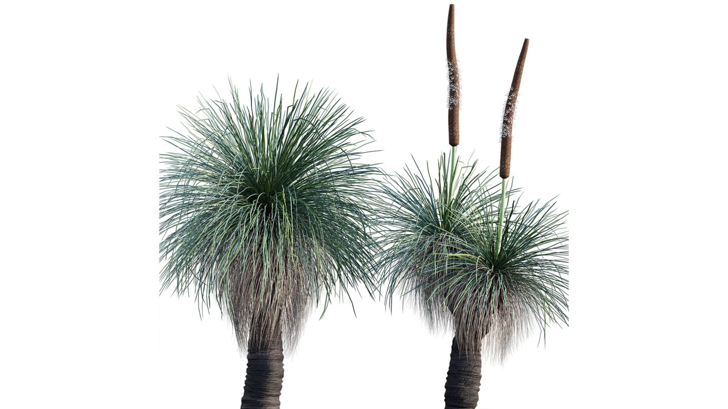 Collection 22 – Australian Plants Image 26