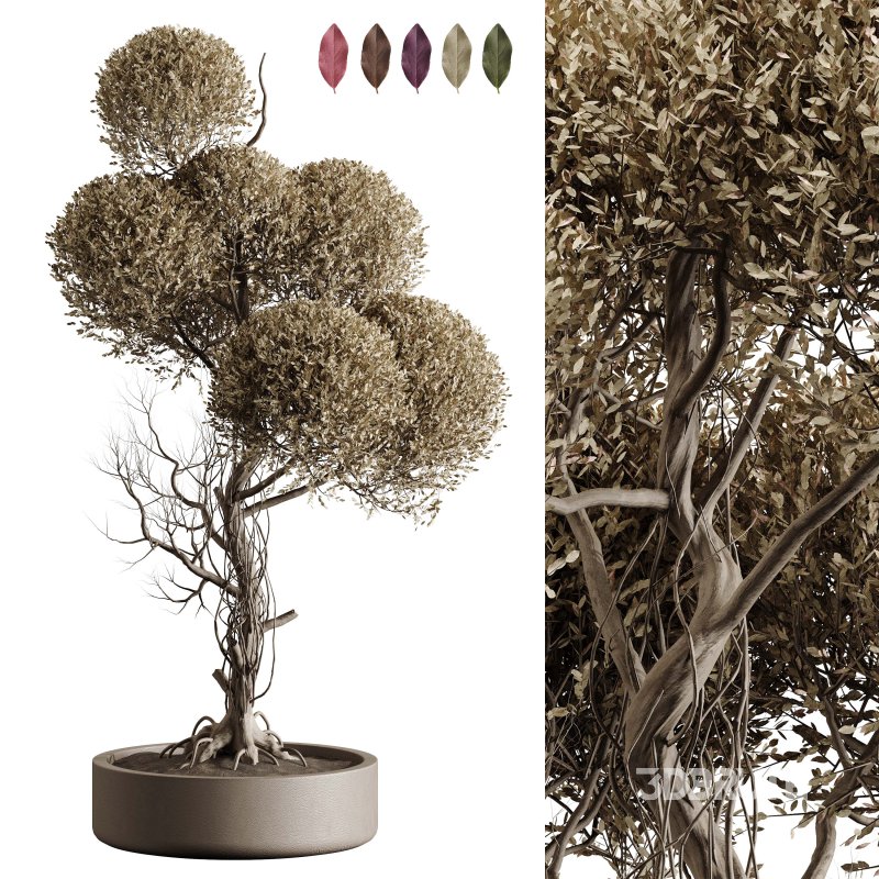 Indoor plant 076 Image 1