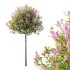 Lilac Syringa Vulgaris Tree 01 - Thumbnail 3