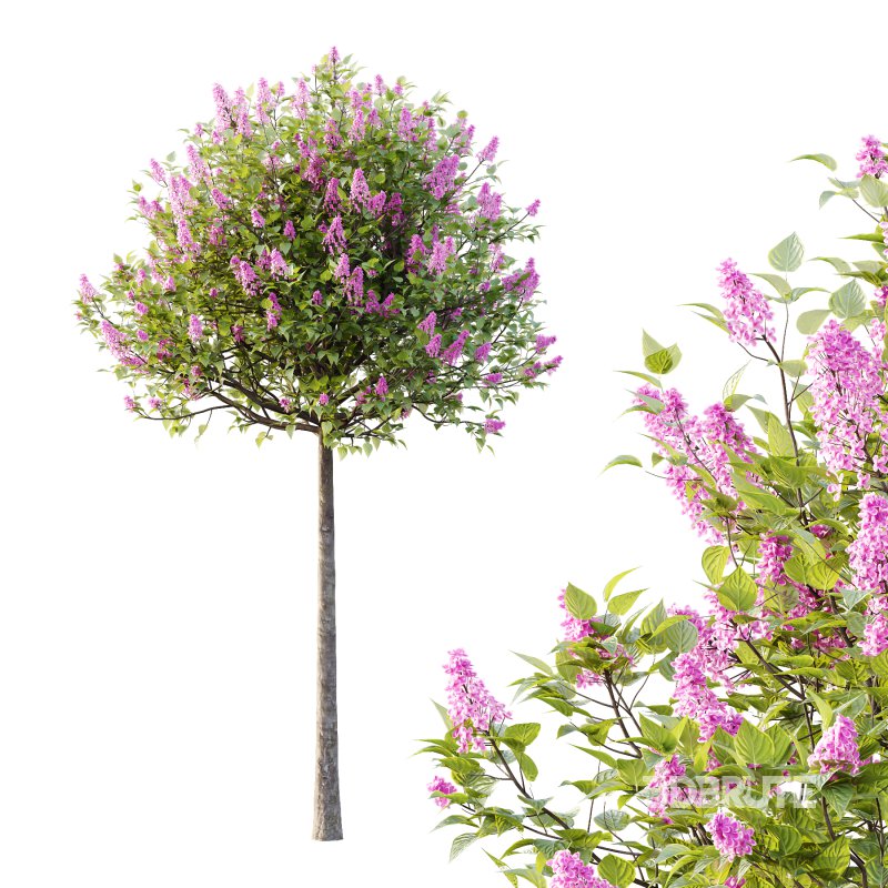 Lilac Syringa Vulgaris Tree 01 Image 3