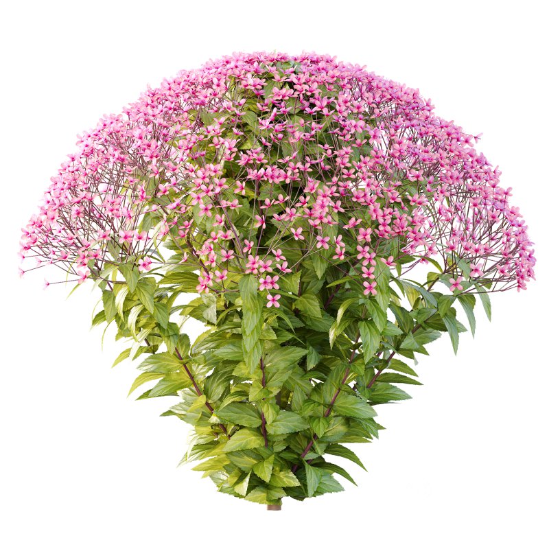 Spirea Japonica Bush 07 Image 2