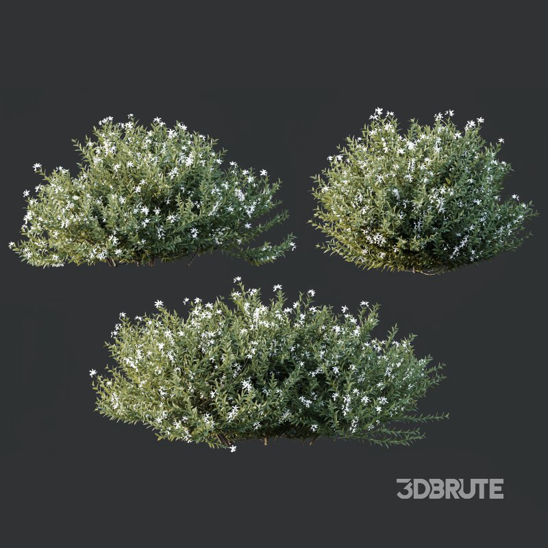 ntal shrubs that capture the natural charm and density of this iconic Australian plant. Perfectly suited for realistic landscape and architectural rendering. Image 4