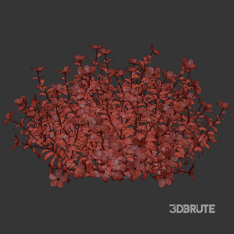 White Phlox Bush Arrangement Image 7