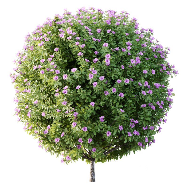 Leucophyllum frutescens Bush 09 Image 5