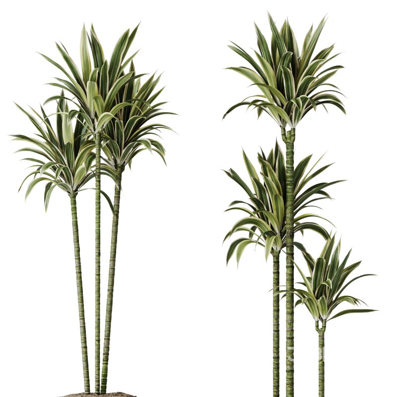 AV Indoor Plants Set 375 Dracaena Warneckii and Lemon Dragon and Euphorbia and Olive Image 1