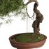 Bonsai Tree set7 - Thumbnail 4