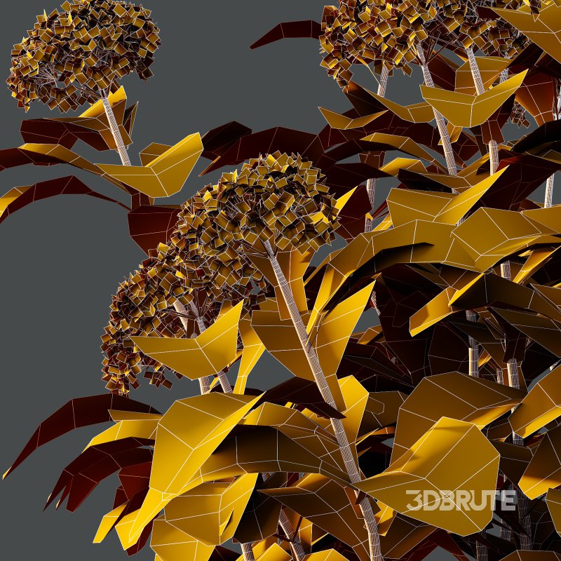 hydrangea arborescens Bush 01 Image 6