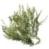 ntal olive shrubs, designed for realistic garden visualization and architectural landscaping. - Thumbnail 9