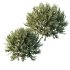 ntal olive shrubs, designed for realistic garden visualization and architectural landscaping. - Thumbnail 7