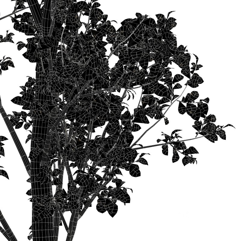 AV Weeping willow and Birch 2trees Image 5