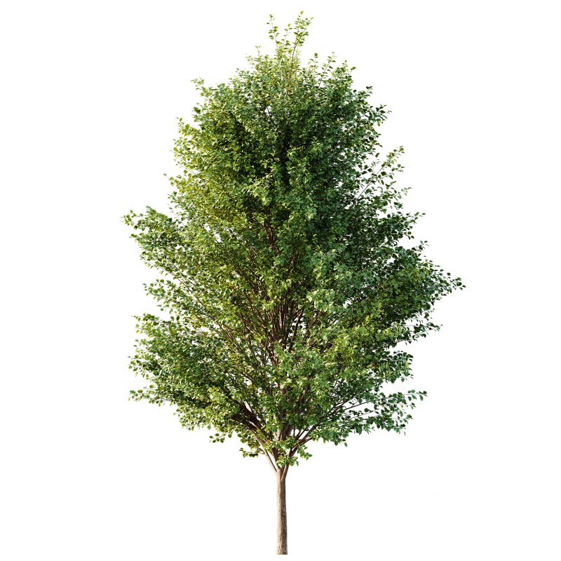 AV Canadian Poplar and Hazel leave Image 4