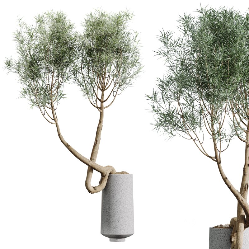 AV Indoor Plants Set 373 Japandi Decorative and Dracaena Warnecki and Ficus microcarpa and Schefflera Arboricola Image 6