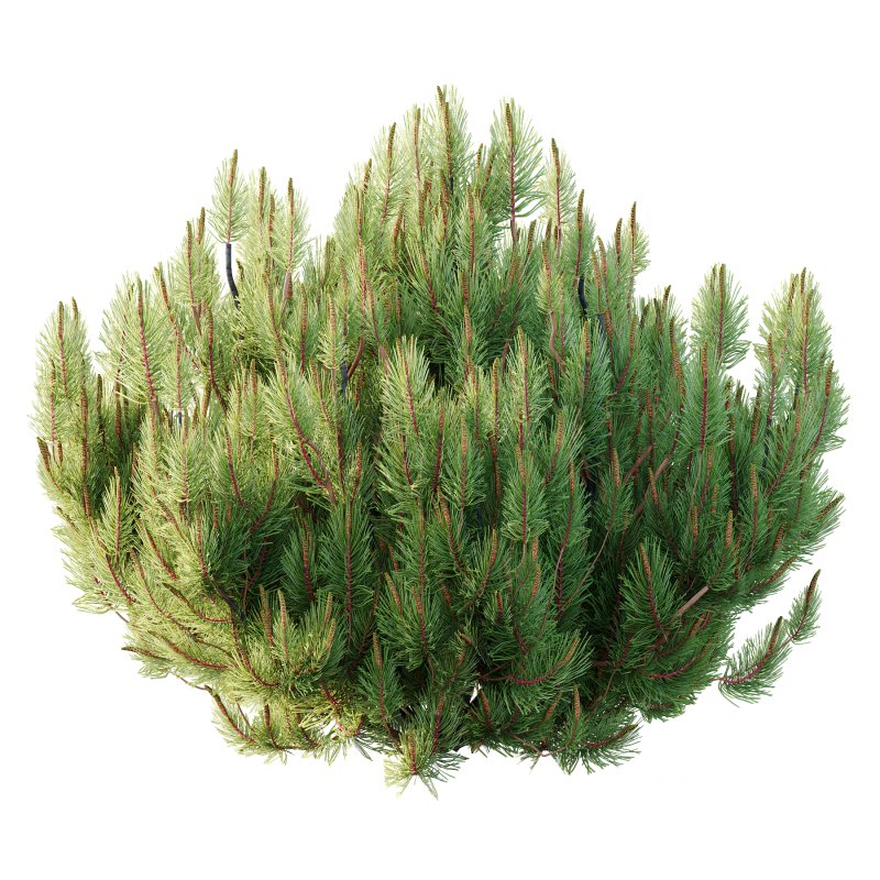 Pinus Mugo plant 02 Image 3