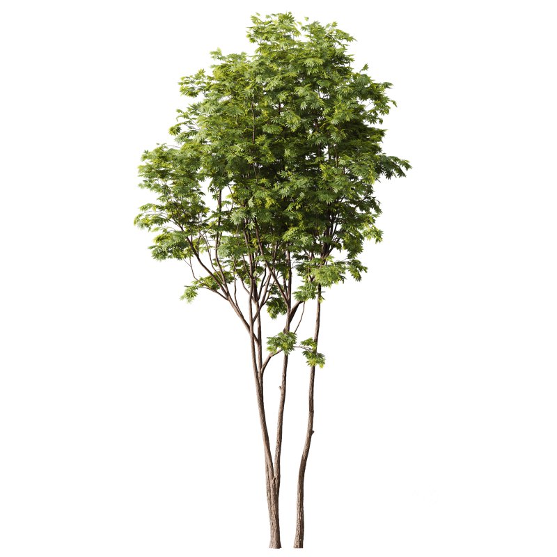 AV Phoenix Dactylifera Date Jurassic Palm Tree and Ash Maple Tree Image 3