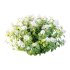 hydrangea arborescens Bush 02 - Thumbnail 1