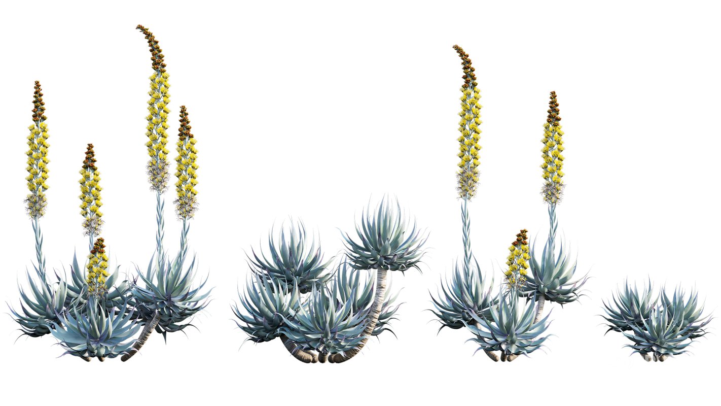 Collection 22 – Australian Plants Image 18