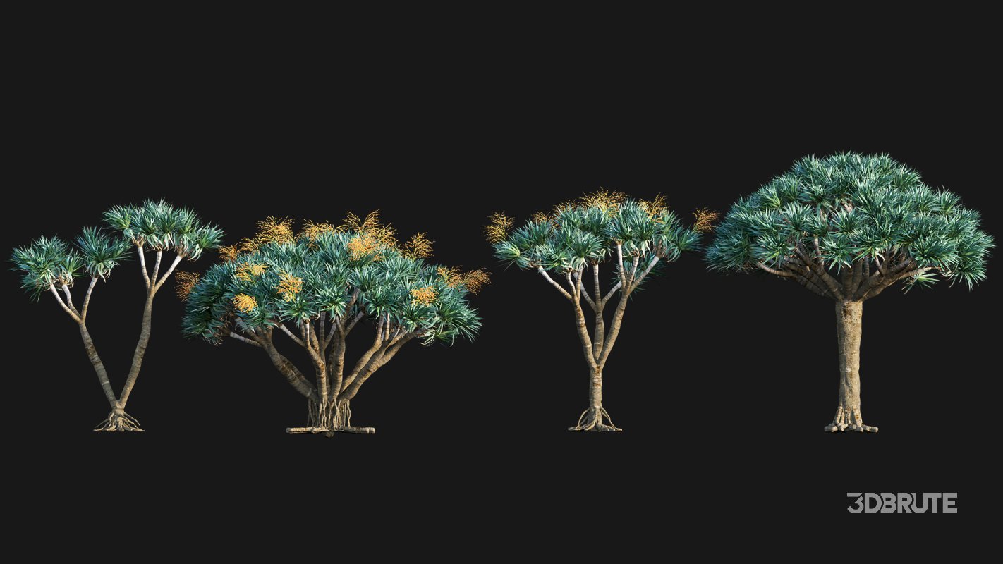 Collection 22 – Australian Plants Image 14