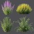 AV 6 different spring bushes Calluna Vulgaris Helena Summer Broom Heather Garden Girls - Thumbnail 7