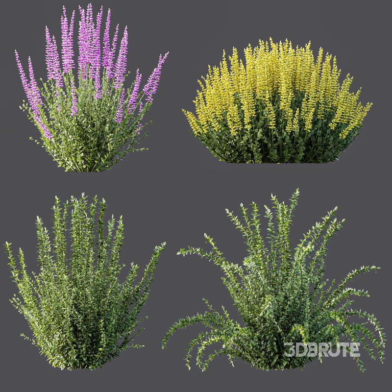 AV 6 different spring bushes Calluna Vulgaris Helena Summer Broom Heather Garden Girls Image 7