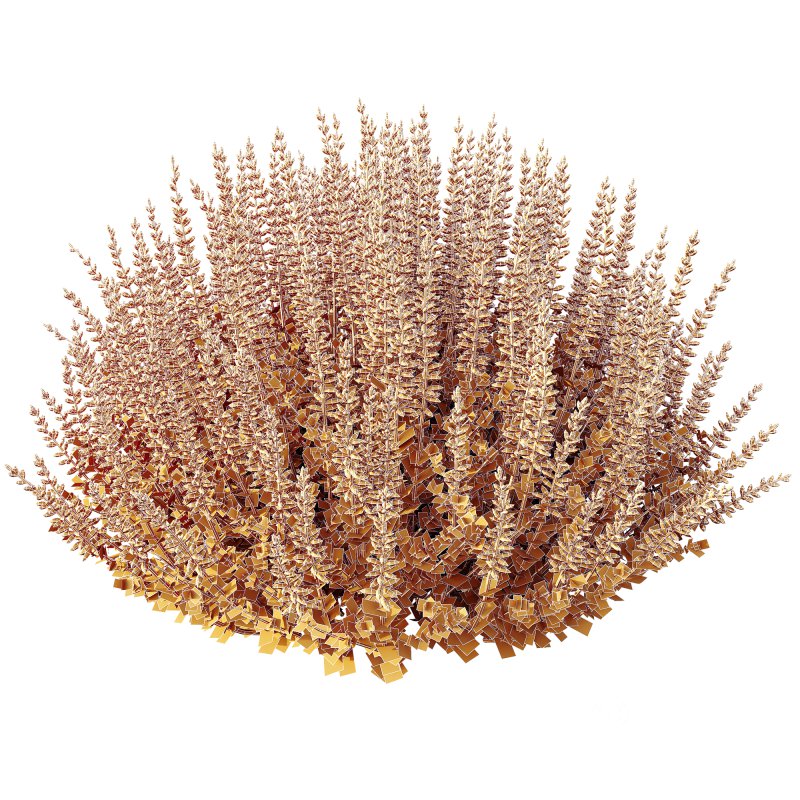 AV Spring bushes Spiraea Cinerea Grefsheim Flowering and Calluna Vulgaris Helena Image 7