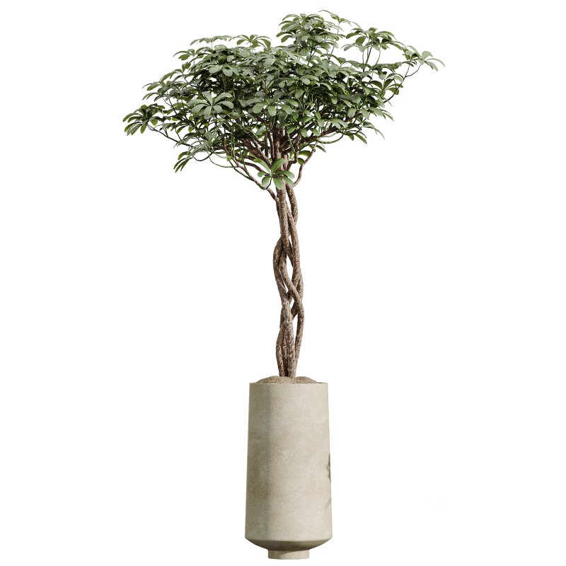 AV Indoor Plants Set 393 Spathiphyllum Wallisii and Ficus Binnendijki and Schefflera Arboricola and Japandi Decorative Image 2