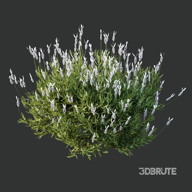 AV Ligustrum Ovalifolium Argenteum Aureum and Lavandula Pedunculata Atlantica Stoechas Subpedunculata Image 3