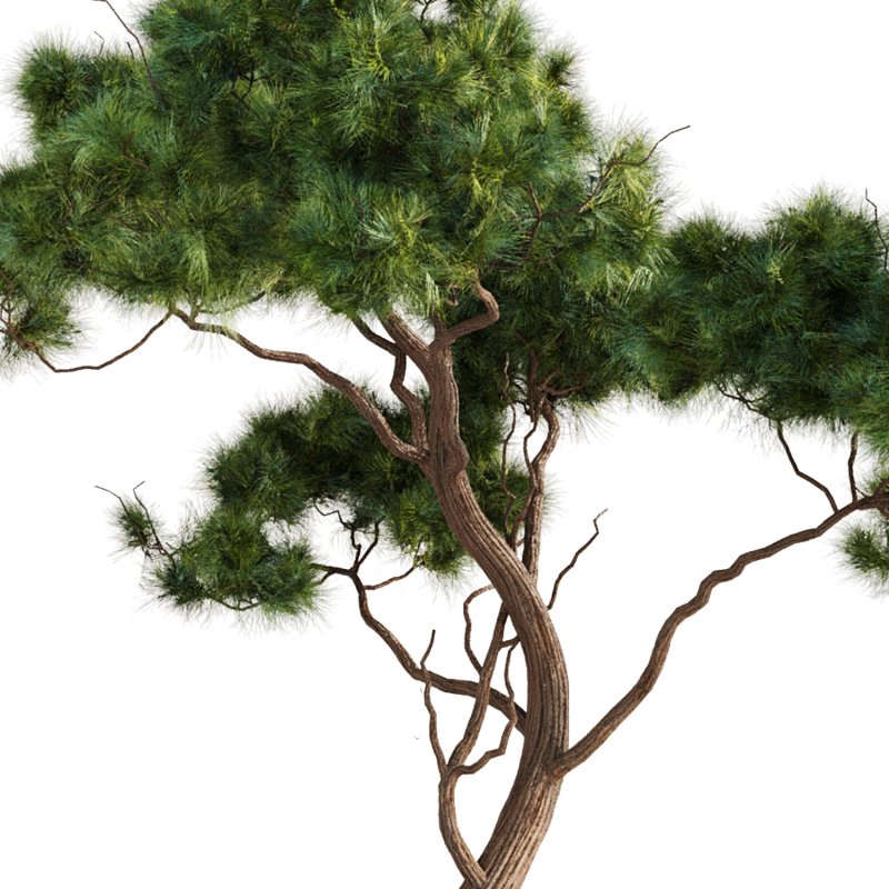 Bonsai Tree set8 Image 4