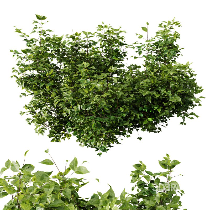 ntal shrubs, designed with botanical precision for photorealistic exterior rendering. Image 5