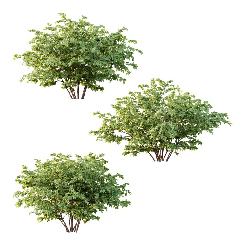 Philadelphia Bush 07 Image 1