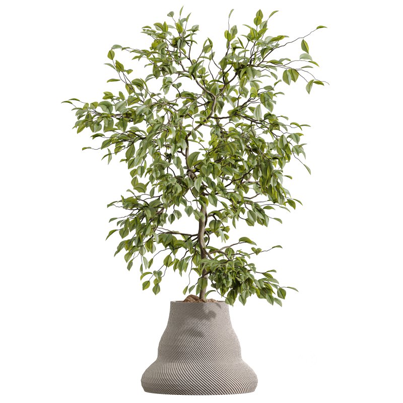 AV Indoor Plants Set 380 Ficus Cyathistipula and Ficus Marginata and Yucca and Olive Image 4