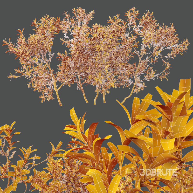 AV Nerium Oleander Laurier Kaner Rose Pink and Myrica Morella Pennsylvania Bayberry Candleberry Northern Fruit Image 11